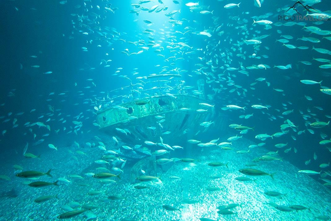 À l'intérieur de l'Ozeaneum dans un des grands aquariums