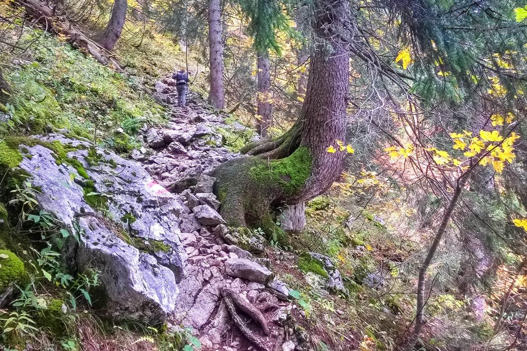 Le chemin forestier montant vers le Taubenstein