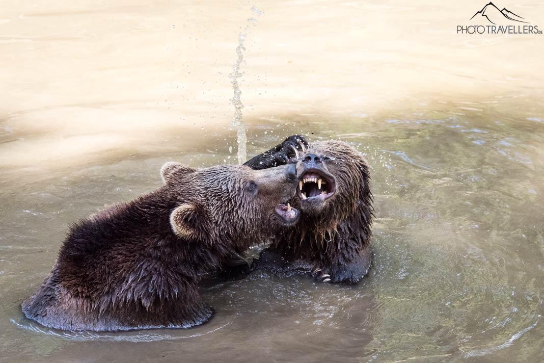 Deux ours jouant dans l'eau dans la zone de vie sauvage du centre national du parc Lusen