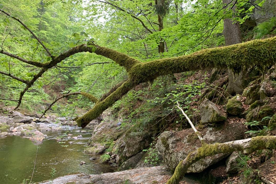 Un arbre s'élevant dans la Buchberger Leite