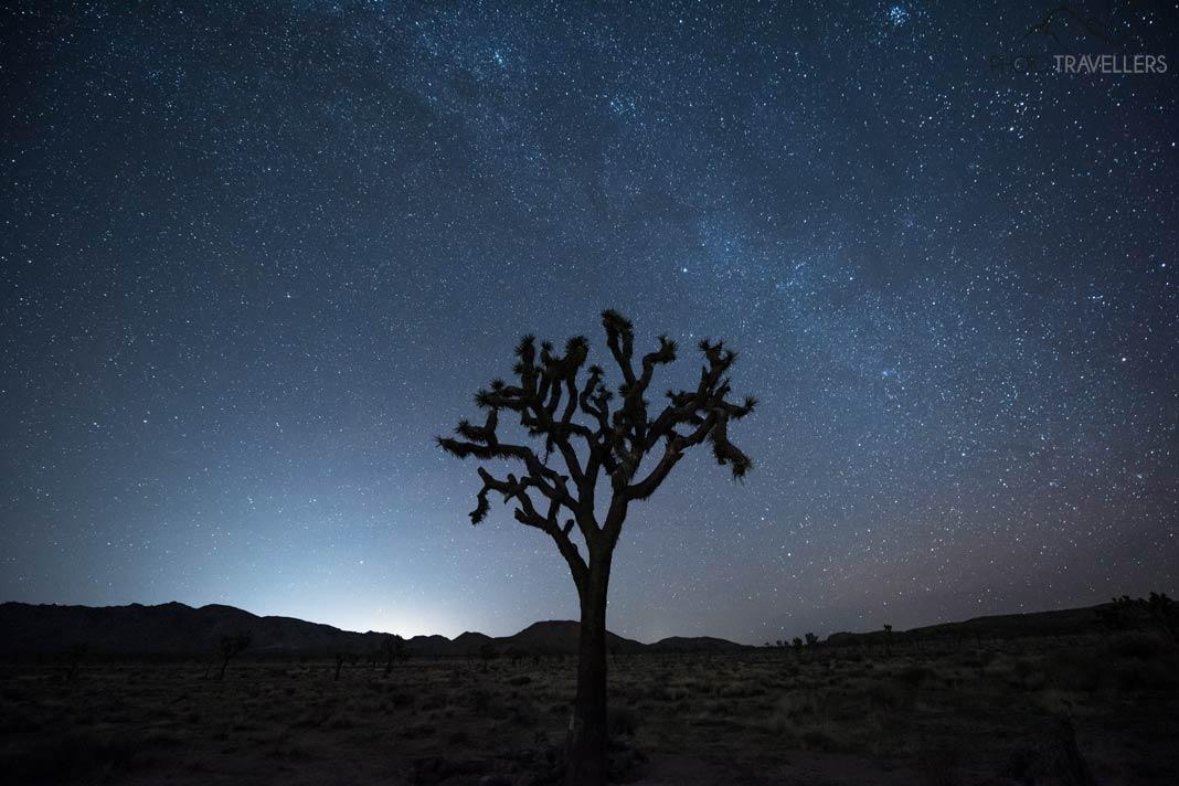 Un arbre la nuit dans le parc national de Joshua Tree en Californie