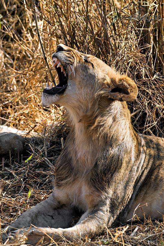 Gros plan d'un lion ouvrant sa bouche