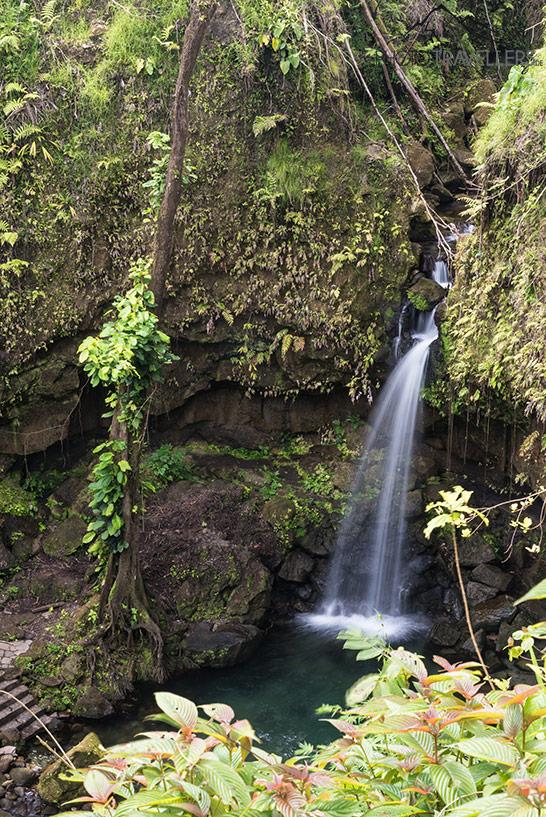 La vue à travers des plantes sur le Emerald Pool à Dominica