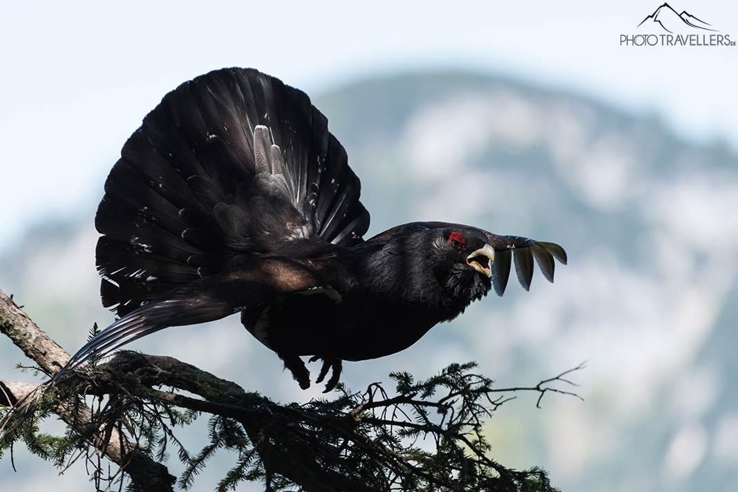 Un coq de bruyère en vol