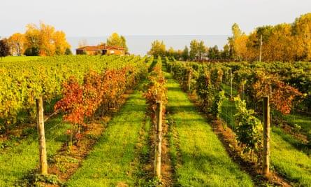 Vineyard in the Waupoos area of Prince Edward County, Ontario, Canada.