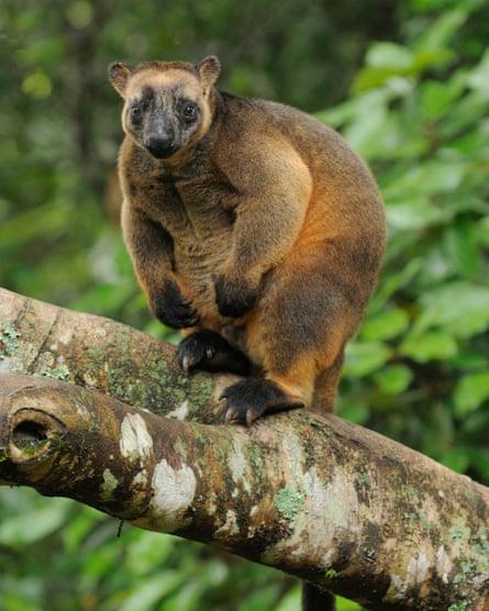Lumholtz’s Tree Kangaroo photographed in the wild north Queensland, Australia