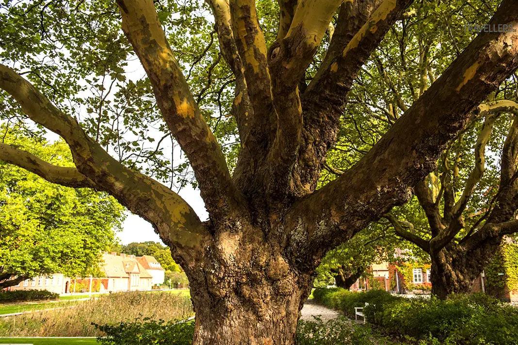 Baum im Anneberg Park