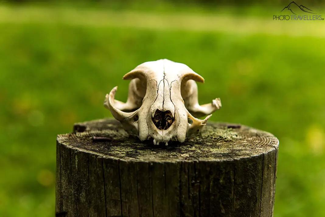 Schädel eines Tieres