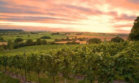 Wake up and smell the wine – UK vineyard stays | England holidays