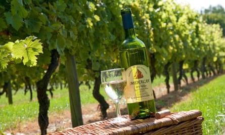 Mersea Island vineyard