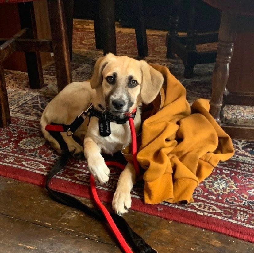 The best dog friendly pubs in London