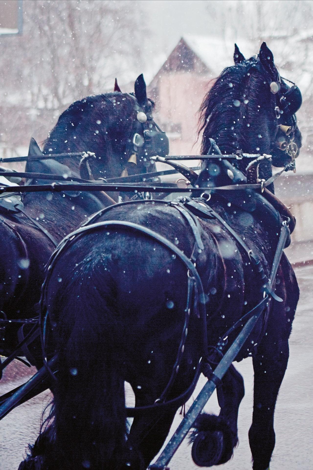 Horses drawing a traditional sleigh