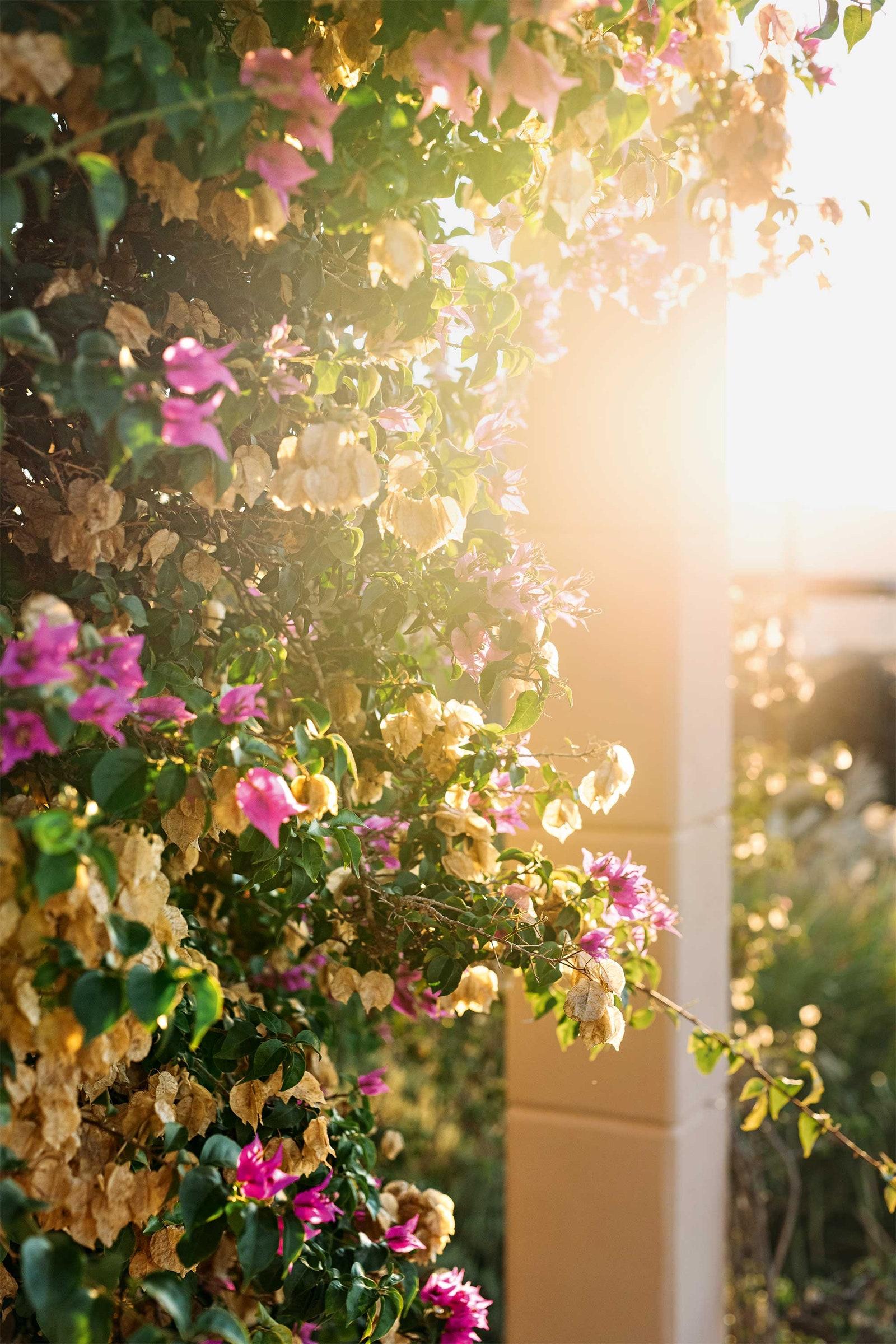 Flowers at Osa Major