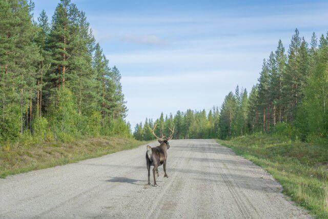 Schweden Harads Treehotel